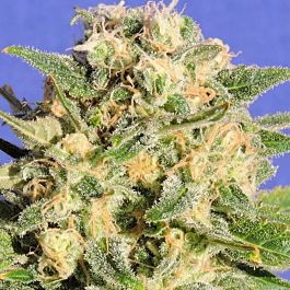 Original Sensible Seeds Auto Destroyer Feminized