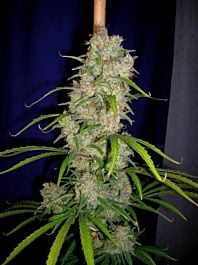 CannaBioGen Destroyer Regular