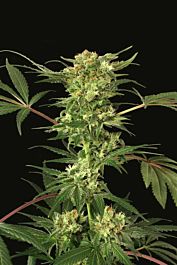 Exotic Seed Devil Kush Regular