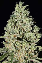 Super Strains DFA Autoflowering Feminized