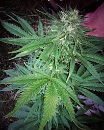 Dankonomics Genetics Bananaquin Regular
