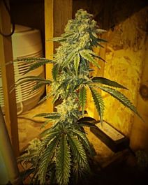 Dankonomics Genetics Tooth Wreck Regular