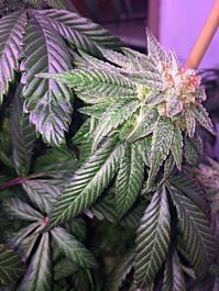 Dankonomics Genetics Triangle Tooth Regular