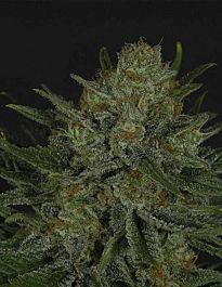 Ripper Seeds Double Glock Feminized