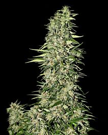 Green House Company Diamond Girl Feminised