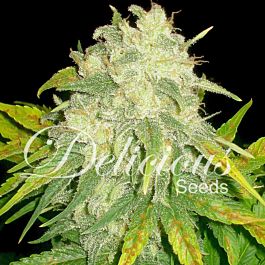 Delicious Il Diavolo Auto Feminized