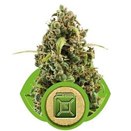 Royal Queen Seeds Diesel Automatic Feminised