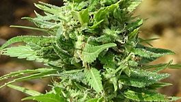 Freedom of Seeds Diesel Devil Auto Feminized