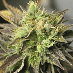 Sagarmatha Seeds Double Diesel Ryder Auto Feminized