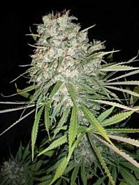 Seedism Seedbank Diesel Feminized