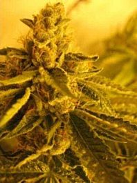 California Breeders Association Diesel Maui Dawg Regular