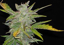 Joint Doctor - Lowryder Seeds Diesel Ryder Autoflowering Feminized