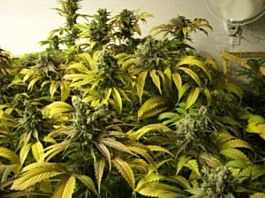 California Breeders Association Diesel Truth Band Regular