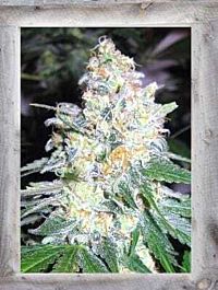Garden of Green Diesel Berry Cough Feminized