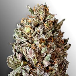 Heavyweight Seeds Diesel Drift Feminized