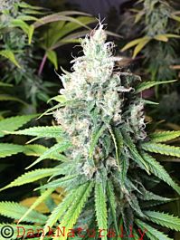 Freedom of Seeds Dieselicious Regular