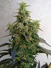 Resin Seeds Dieseltonic Feminised