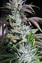 Digital Genetics Digital Dream Regular