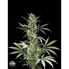 Dinafem Blue Fruit Feminised