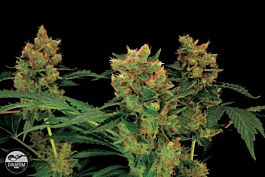 Dinafem Blue Hash Feminised