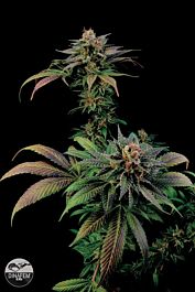 Dinafem Blue Widow Feminised