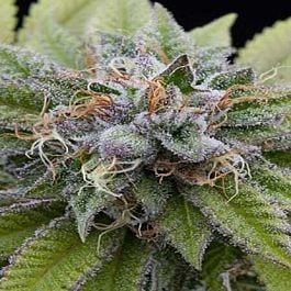 Dinafem Bubba Kush Feminised
