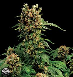 Dinafem California Hash Plant Feminised