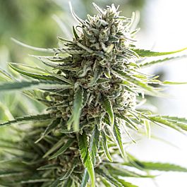 Dinafem Critical Mass CBD Feminized