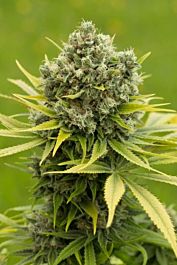 Dinafem Dinamed CBD Plus Feminized