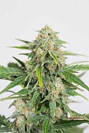 Dinafem Dinamed CBD Auto Feminized