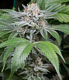 Dinafem Gorilla Feminized