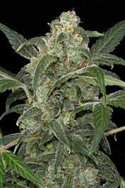 Dinafem Haze 2.0 Automatic Feminised