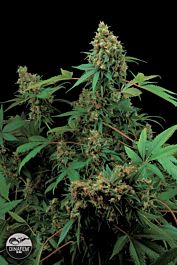 Dinafem Moby Dick Feminised