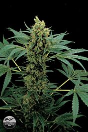 Dinafem Moby Hash Feminised