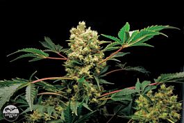 Dinafem Power Kush Feminised