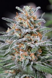 Dinafem Quick Critical + Feminized
