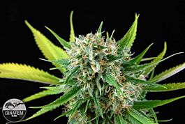 Dinafem Royal Haze Feminised