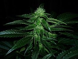Dinafem OG Kush Feminised