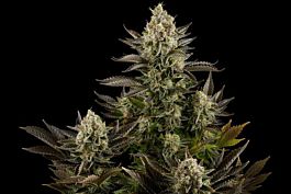 Dinafem White Widow Automatic Feminised