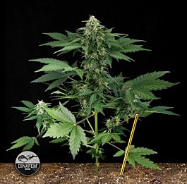 Dinafem Roadrunner Autoflowering Feminised