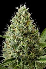 Dinafem Dinamex Auto Feminised