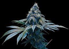 DNA Genetics Limited Collection Kush Dreams Regular