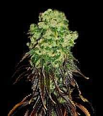 Holy Smoke Seeds Afghani Peshawar Regular