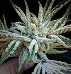 Cali Connection Buddha Tahoe OG Kush Regular
