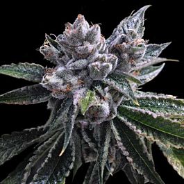 DNA Genetics El Fuego Auto Feminized