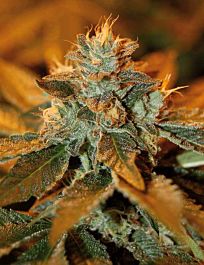 DNA Genetics Cataract Kush Feminized