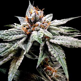 DNA Genetics DJ's Gold Feminized
