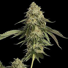 DNA Genetics Golden Berry Feminized