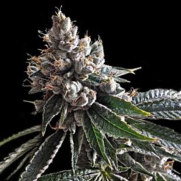 DNA Genetics Golden Lemons Feminized