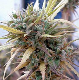 DNA Genetics Hashplant Haze Regular